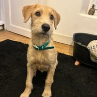 MANHATTAN, chienne à adopter