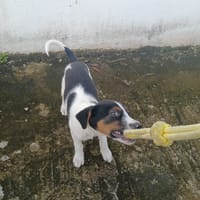 Only, femelle Xborder collie née le 09/10/2025, chienne à adopter