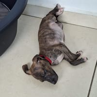 Kyra, femelle X croisé née le 21/09/2025, chienne à adopter