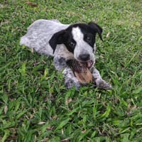 Kaly, femelle X berger, née le 26/09/2025 🐶, chienne à adopter