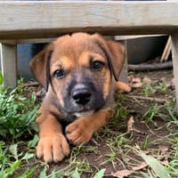SAMOA, chien à adopter