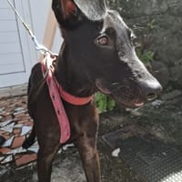 Dusty, mâle croisé berger, né le 15/06/2025 🐶, chien à adopter