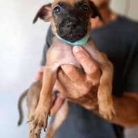 Chester, mâle X croisé né le 21/09/2025, chien à adopter