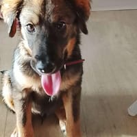 Azzura, femelle X berger née le 04/09/2025, chienne à adopter