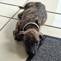 Auckland, femelle X née le 21/09/2025, chienne à adopter