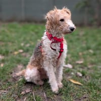 Buzia, suczka do adopcji