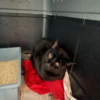 Dylan aus dem Tierschutz, Kater zur Adoption