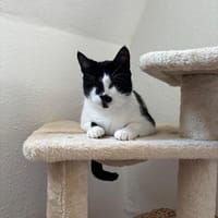 Blinde Bonita aus dem Tierschutz, Katze zur Adoption