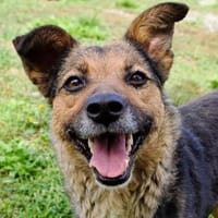 Sportliche Kuschelmaus COSMINA, 3 Jahre, Hündin zur Adoption