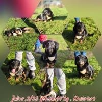 DackelmischlingJulius sucht ein Zuhause, Hund zur Adoption