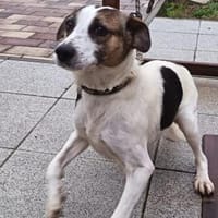 Liebenswerte Rozi sucht euch, Hündin zur Adoption