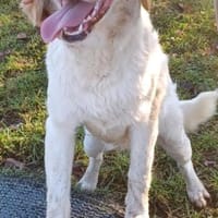 SMILLA 🧡🧡🧡MÖCHTE IHR HERZ EROBERN, Hündin zur Adoption