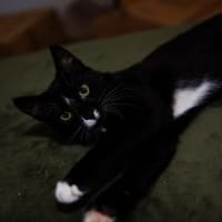 6 Monate alter TIBERIUS sucht Zuhause!, Kater zur Adoption