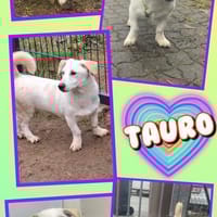 Toller Tauro sucht tolle Familie!, Hund zur Adoption