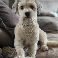 Einstein  Der charmante Bichon-Mix, Hund zur Adoption