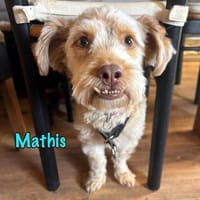 Mathis charakterstarker kl. Terrier-Mix, Hund zur Adoption