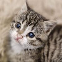 Katzenkind Karlie, Katze zur Adoption