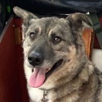 Lonka-verschmuste, süße Hündin, 42 cm, Hündin zur Adoption