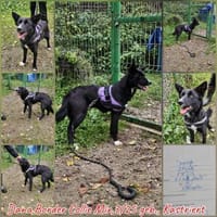 Hündin Dana 11 Monate sucht ein Zuhause, Hündin zur Adoption