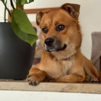 Beru - Zuhause gesucht, Liebe garantiert, Hund zur Adoption