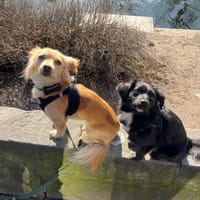 Kleiner MIO sucht ländliches Zuhause!, Hund zur Adoption