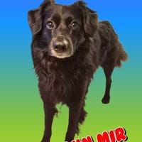 NOTFALL SHADOW BRAUCHT HILFE!!!, Hund zur Adoption