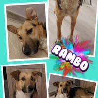 Rambo sucht aktive Familie!, Hund zur Adoption