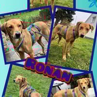 Ronan-  möchte endlich gesehen werden!, Hund zur Adoption