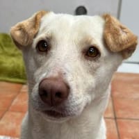 MALEEN-sanfte, wunderschöne Hündin,47cm, Hündin zur Adoption