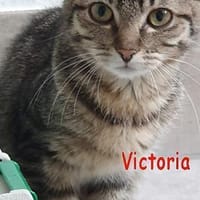 Flicka+Jens+Karin+Marc+Simba+Susi+Victor, Kater zur Adoption