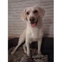 Rocky - wartet in 63599 Biebergemünd, Hund zur Adoption