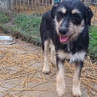 Lolita sucht ihr Zuhause für immer, Hündin zur Adoption