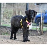 Amelie - wartet in 99610 Sömmerda, Hündin zur Adoption