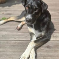 Ronin ist ein richtiger Gute-Laune-Hund!, Hund zur Adoption