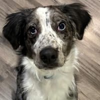 Super lieber Merlin, bei Aachen, Hund zur Adoption