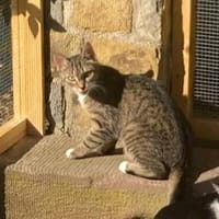 Schüchterne Lilly, Katze zur Adoption