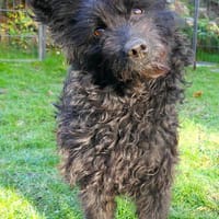 Edvina  die lebensfrohe Junghündin, Hündin zur Adoption