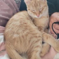 Zuckerschnute Cinnamone, Kater zur Adoption