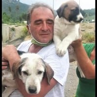Das Leid unserer Hunde in der Türkei !, Hund zur Adoption