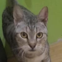 Liebe Tonja sucht Verständnis, Katze zur Adoption