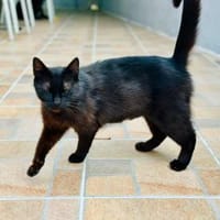 Lackfellchen Nia sucht ihre Familie, Katze zur Adoption