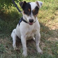 Jolly Jumper, Hund zur Adoption