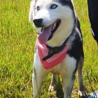AMARA - junge clevere Husky-Hündin, Hündin zur Adoption
