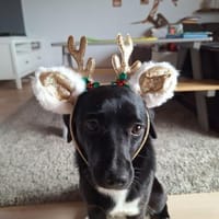 Penny  sucht Kuschelmensch, Hündin zur Adoption