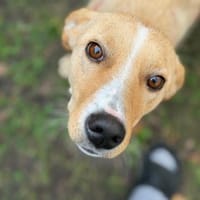 Freundliche Kiani auf PS in Berlin, Hündin zur Adoption