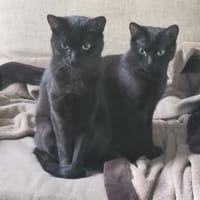 GREENY & YELLO, Katze zur Adoption