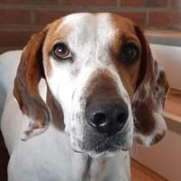 Zack, geb. ca. 10/2022, 23556 Lübeck, Hund zur Adoption