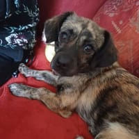 💛 Pepsi  zarte Hundeseele, Hündin zur Adoption