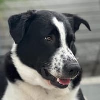 Cooper, geb. ca. 06/2023, Ulm, Hund zur Adoption