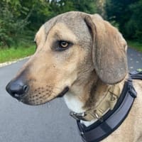 Obi, geb. ca.12/2023, 89081 Ulm-Oststadt, Hund zur Adoption